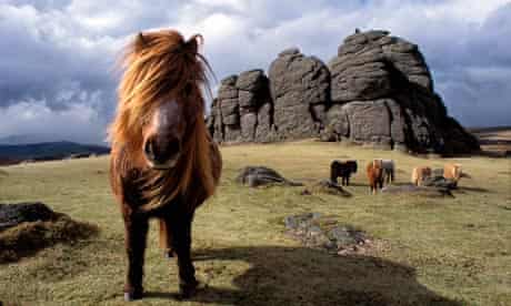 Dartmoor Ponies